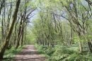 Bois de la Brosse